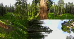 360° Climbing Giants  National Geographic