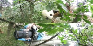 360° Baby Pandas  Nat Geo WILD
