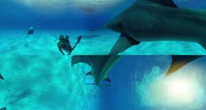 360° Great Hammerhead Shark Encounter  National Geographic