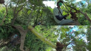 VR资源网 Orangutan School  National Geographic