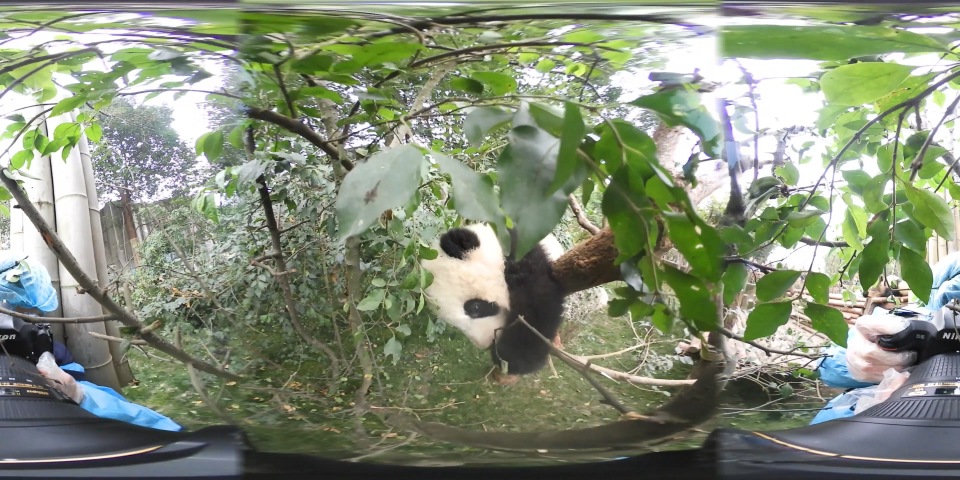 【360°全景VR】熊猫宝宝的卖萌日常_超清 4K-【VR资源网】